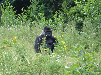 Gorilla im Gaia Park Kerkrade