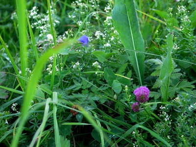 Mitten in der Wiese