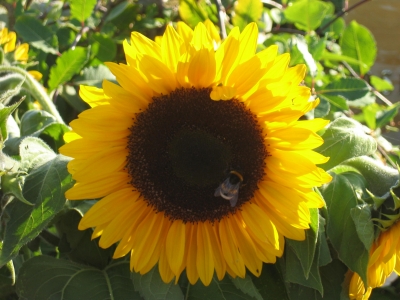 Der Besuch bei der Sonnenblume