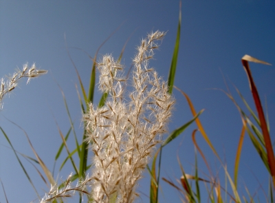 Gräser mit Samen