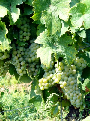 Weinrebe Riesling