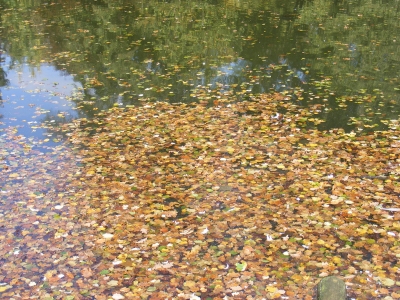Herbst ..... im Wasser