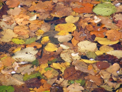Herbst im Wasser 2