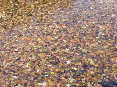 Herbst im Wasser 3