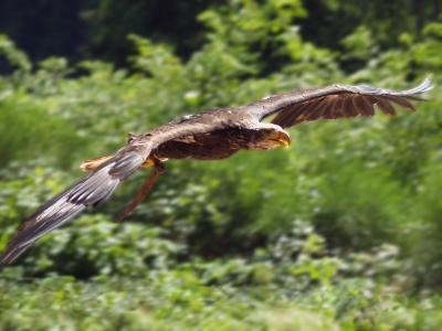 Weißkopfseeadler