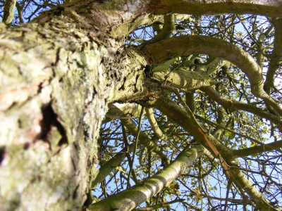 Baum von unten