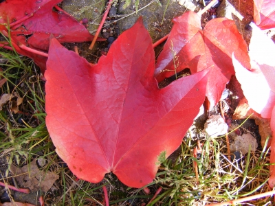 Herbstblatt