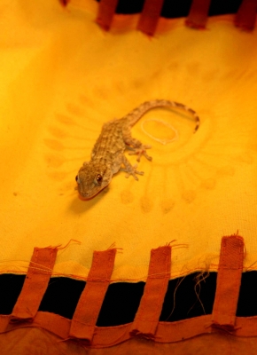 Gecko im Rampenlicht