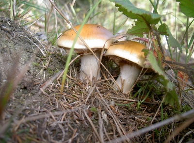 Pilze Pilze