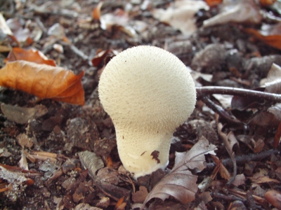 kleiner Pilz