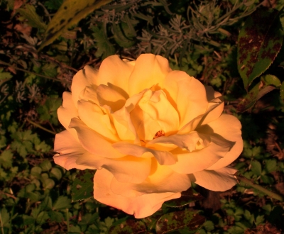 weiße Rose im Abendrot