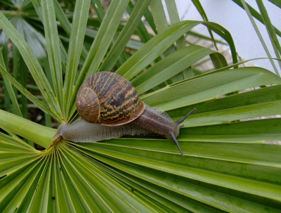 Schnecke auf Palmenblatt