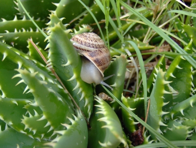 Schnecke im Kaktus