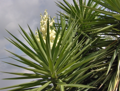 Blühende Yuccapalme