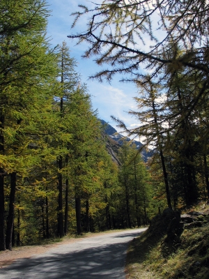 Bergwald in Arolla 2