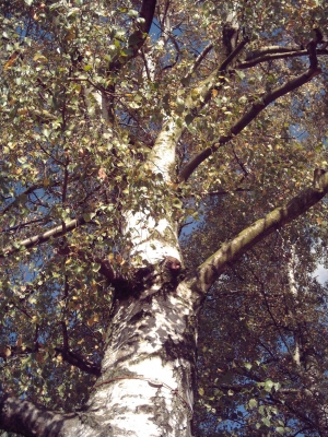 Birkenbaum im Herbstlaub