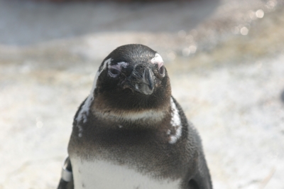 Pinguin