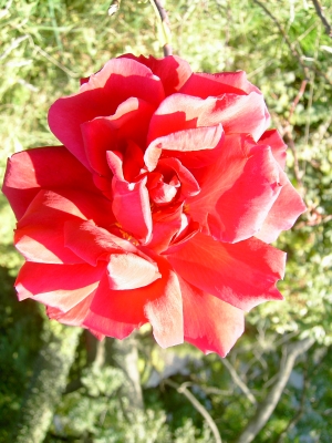 Rote Rose 1