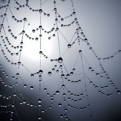 Im Netz der Spinne.