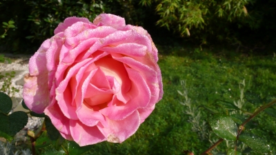 Pinke Rose am Morgen