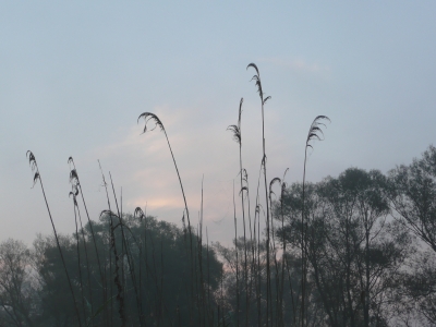 Früh Morgens im Schilf