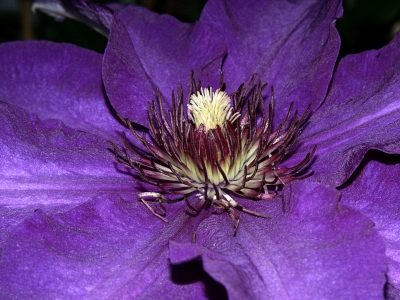 lila Blüte 3