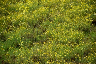 Textur gelbe Blüten