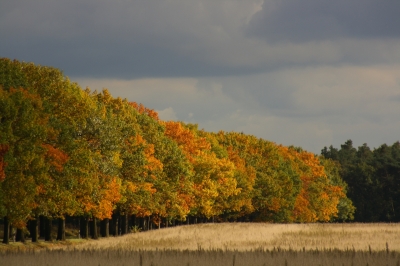 Brandenburger Herbst