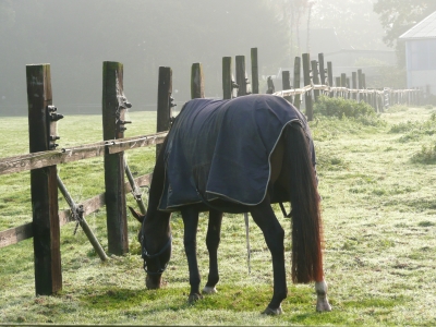 Pferd im Nebel