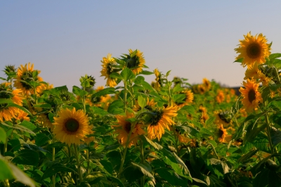 Sonnenblumen am Abend