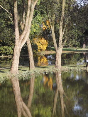 Bäume am Wasser