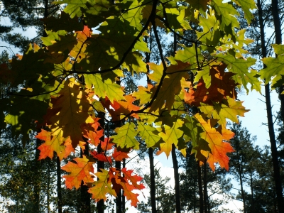 Herbstliches Farbenspiel