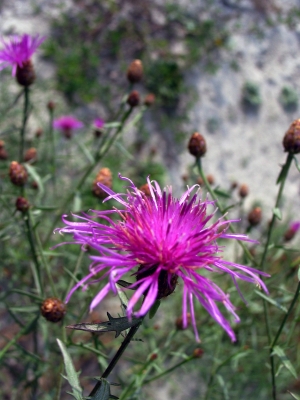 An der Rhone - Uferflora - Flockenblume