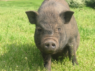 Ein schweinisches Portrait
