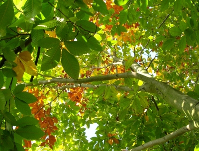 Unter der Baumkrone einer Buche im Herbst