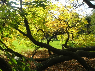 Mein "Lieblings"-Baum im Berggarten von Hannover
