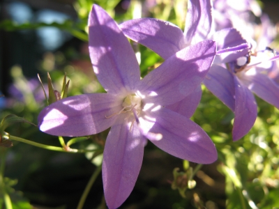 Clematis