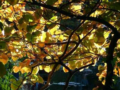 herbstliches Blattwerk im Gegenlicht