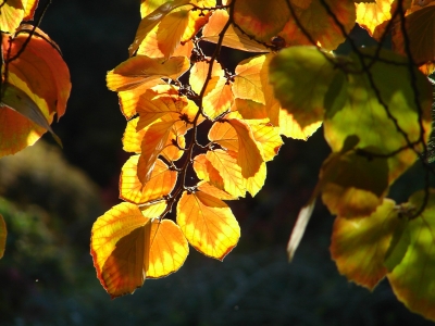 herbstliches Blattwerk im Gegenlicht #2