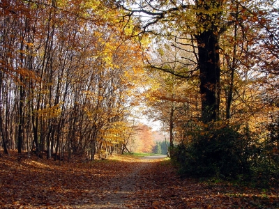 Herbstweg #4