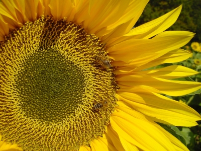 saftige Sonnenblume mit Bienenbesuch