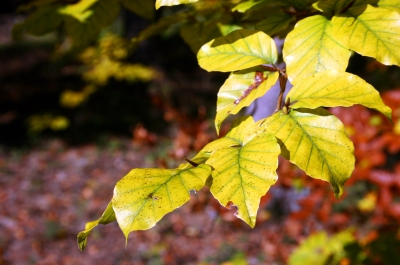 Herbstlaub