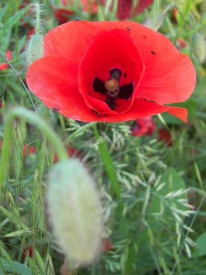 Von der Knospe zur Blüte