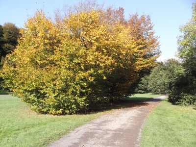 Spazierweg im Herbst