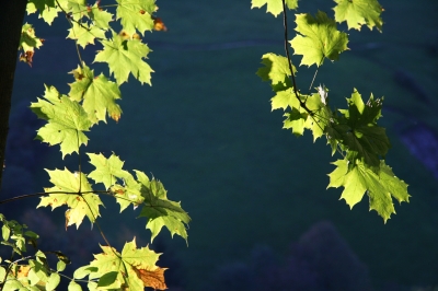 Herbstleuchten