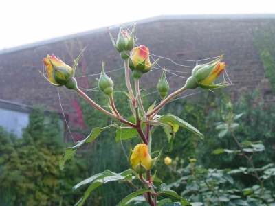 Rosenknospen im Oktober