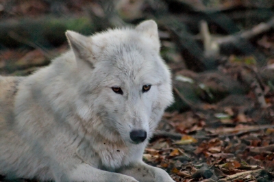 Polarwolf 6