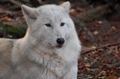 Polarwolf 7