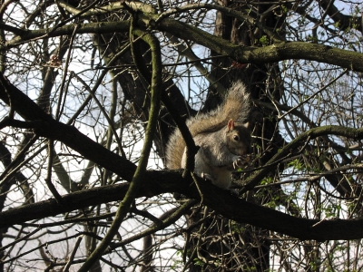 Hörnchen im Baum