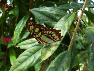 Schmetterling 2: Malachit (Siproeta stelenes) auch "Bambuspage"